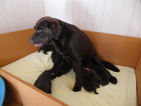 Labradorhündin Eisha mit Welpen am säugen