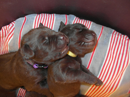 Labradorwelpen, Eyk und Edina beim schlafen